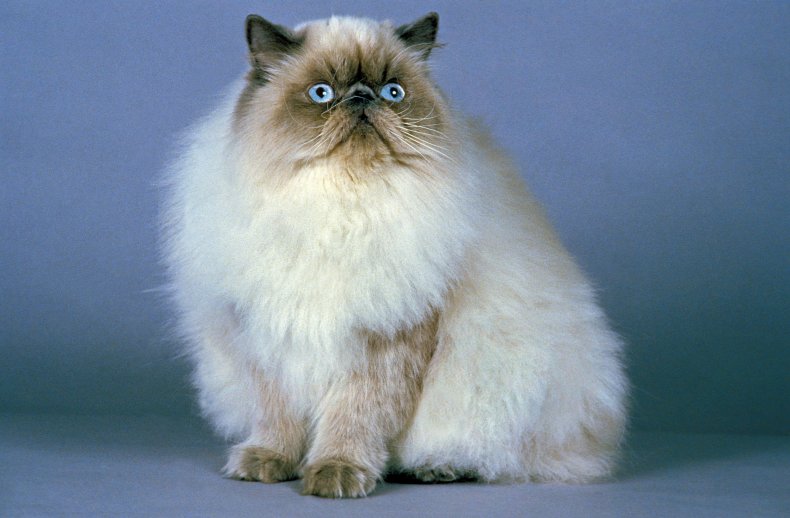Himalayan cat