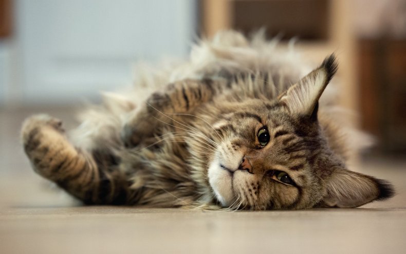Maine Coon cat