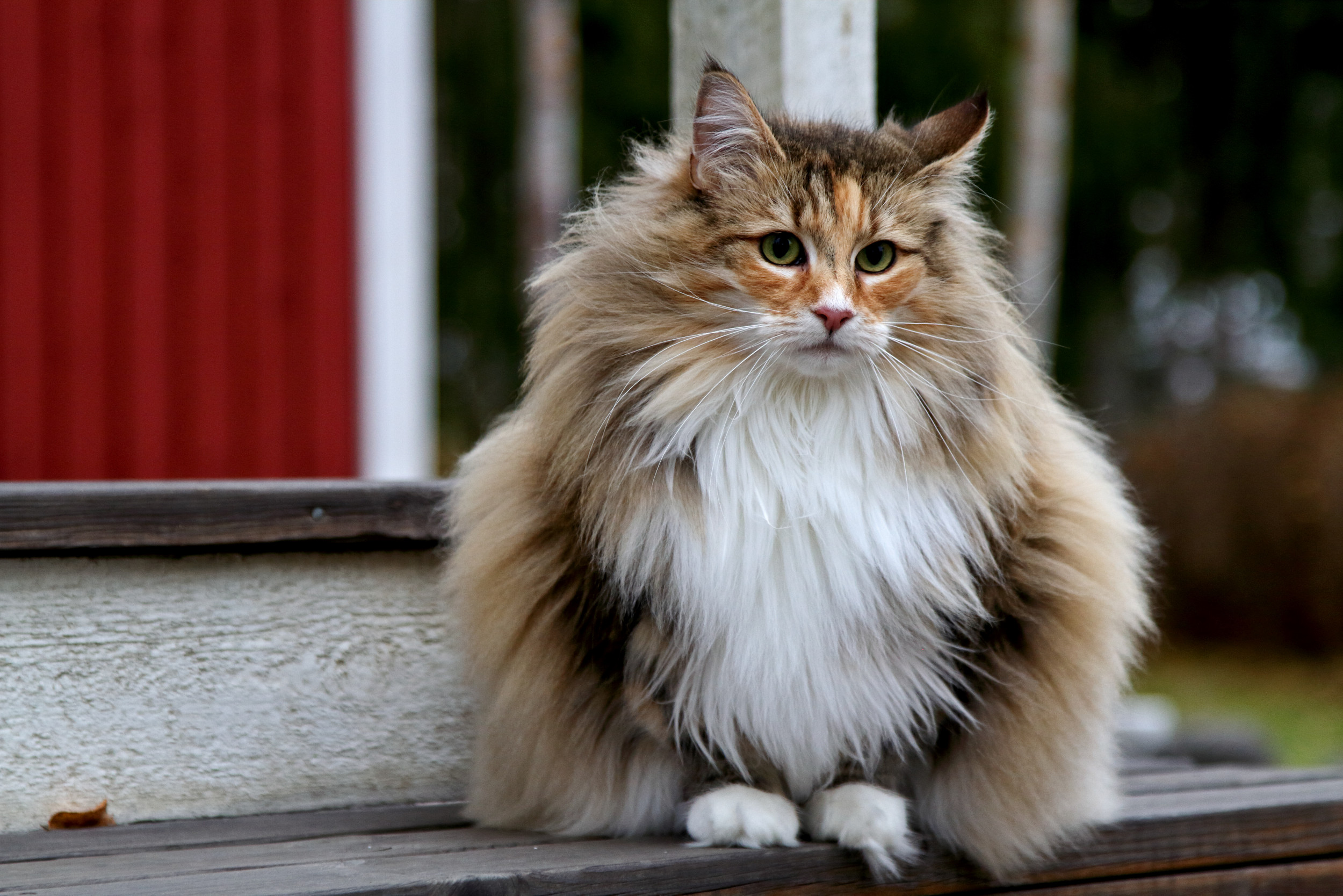 Long-Haired Cat Breeds