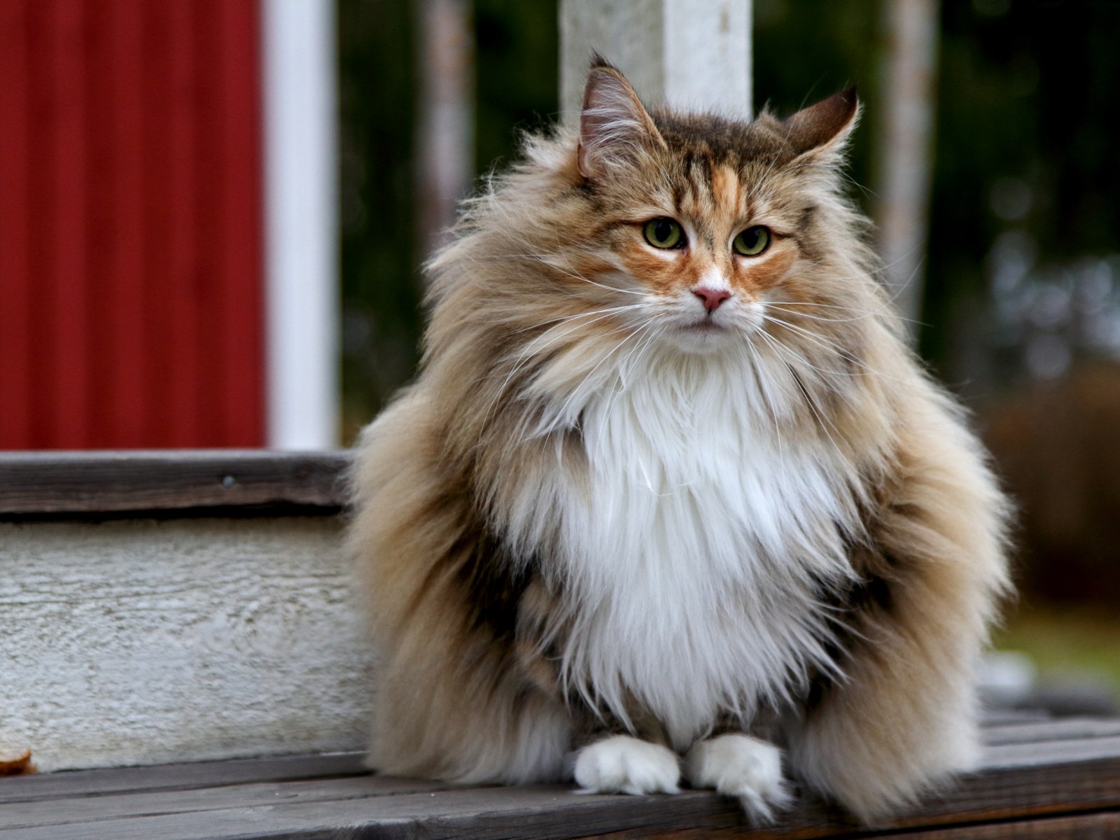 25 Cat Breeds With the Longest Life Spans