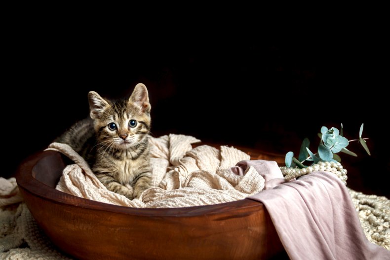 Toyger cat