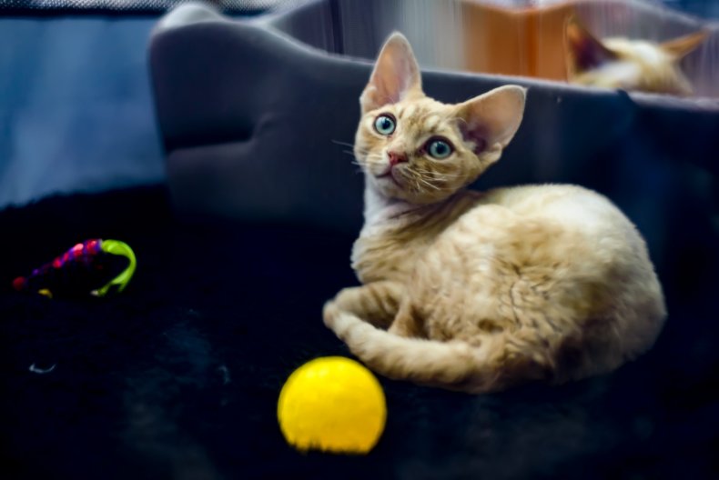 Cornish Rex cat