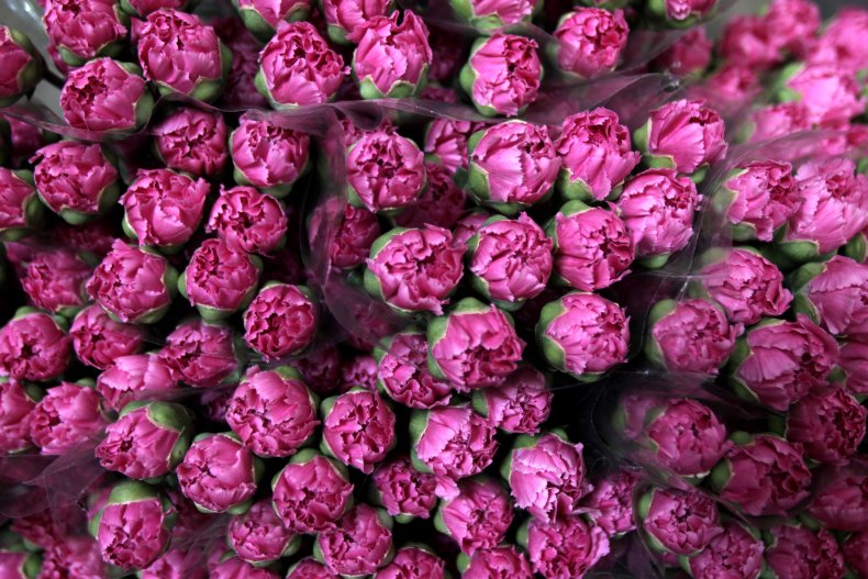 Carnations
