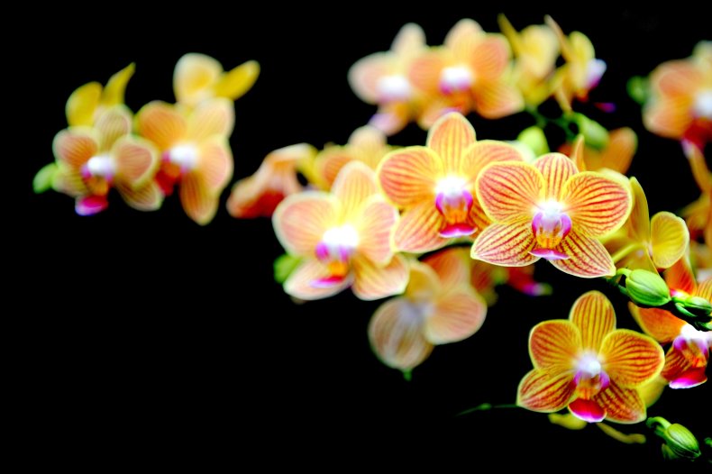 Orchid
