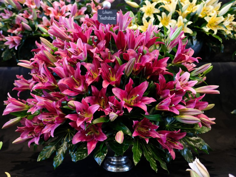 Lilies