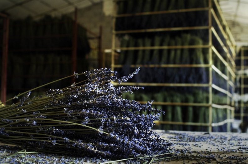 Lavender