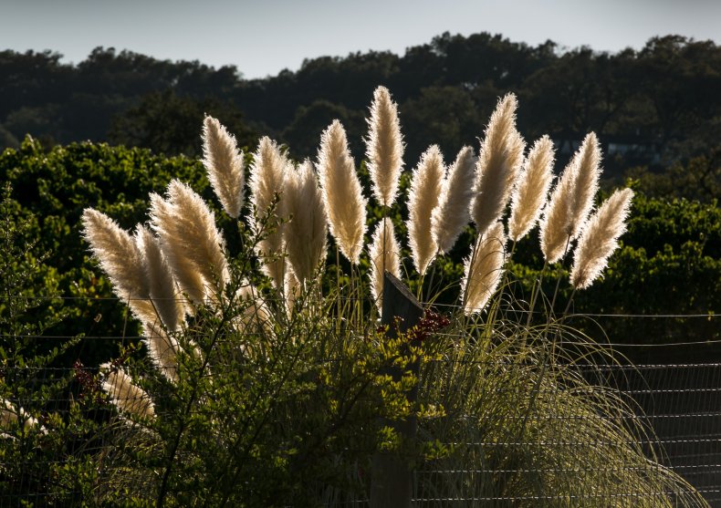 Pampas grass