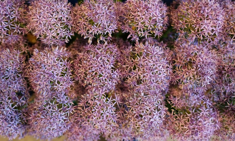 Allium