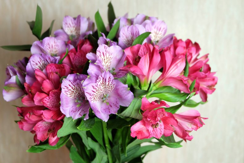 Alstroemerias