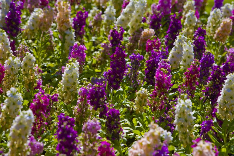 Delphiniums