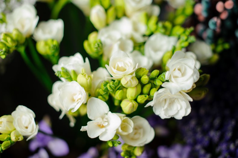 Freesias