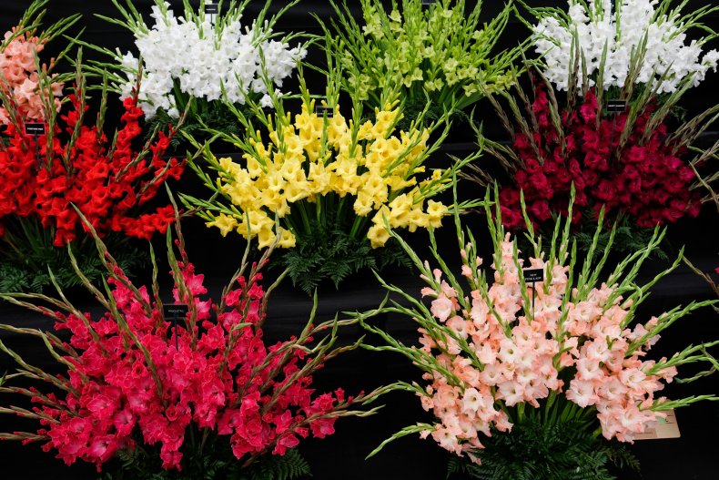 Gladioli