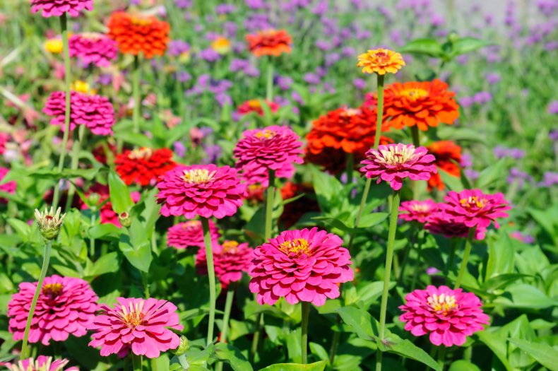 Zinnias