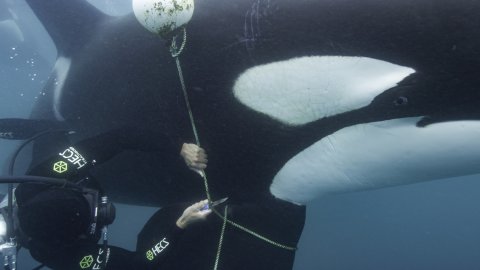 Orca Entangled in a Buoy Line