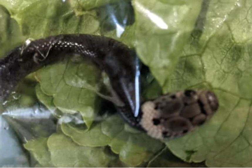 Venomous Snake Found Alive Inside Aldi Lettuce Bag