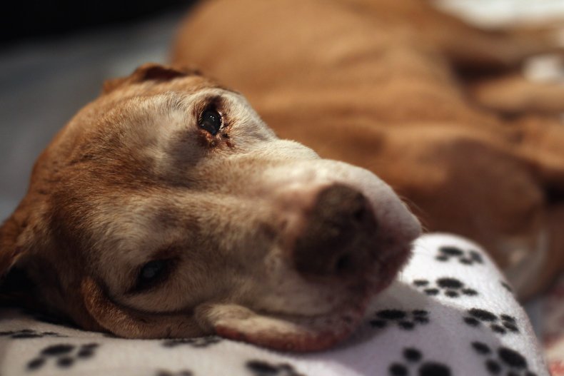 Pit Bull Lab Mix