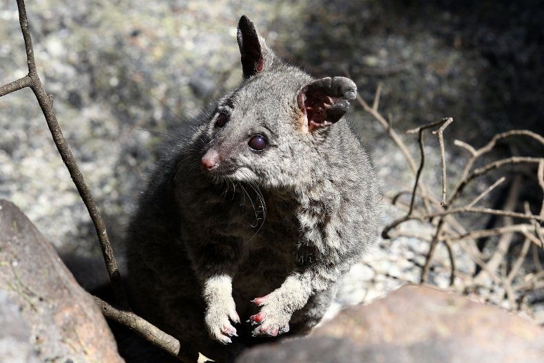 Possum