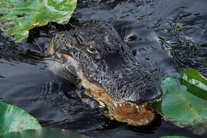 An alligator swims through shallow water
