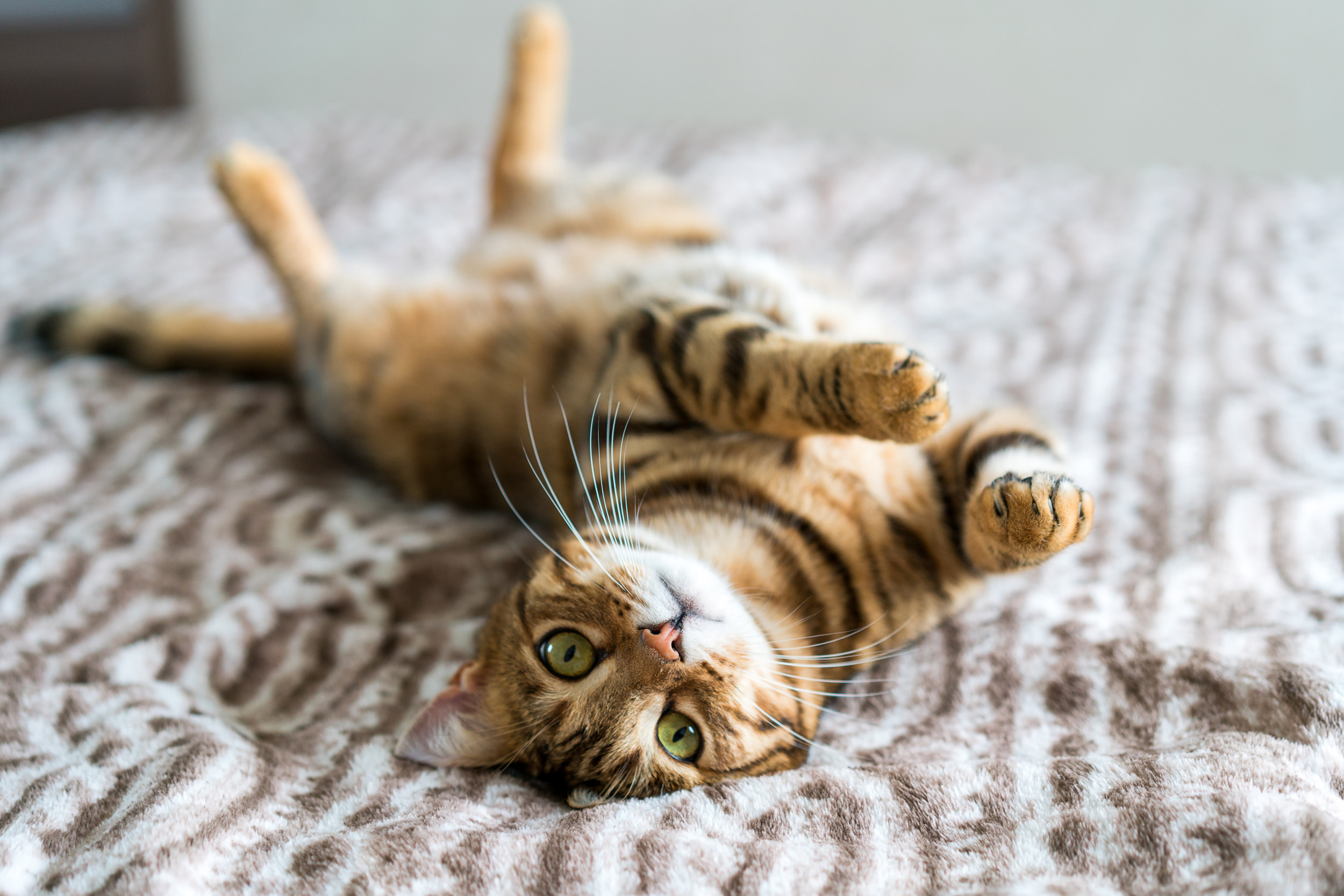 Stock image of a Bengal cat playing