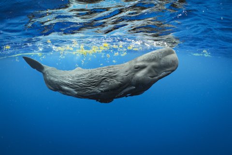 A Young Sperm Whale