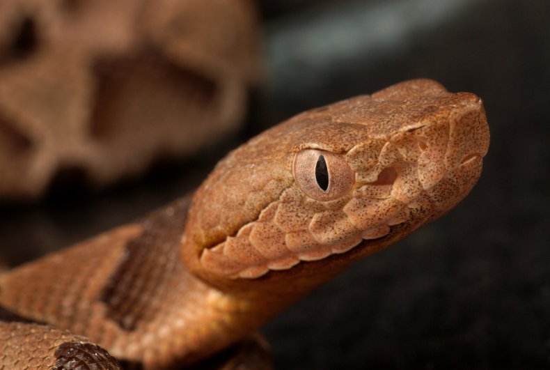head of copperhead snake