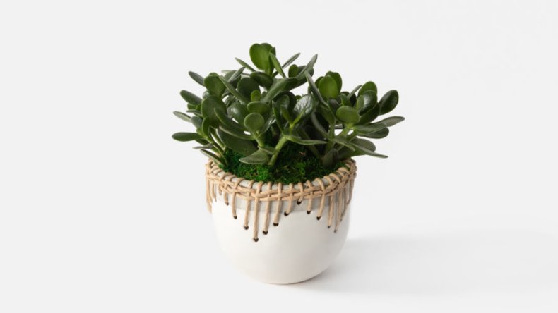UrbanStems Mother's Day