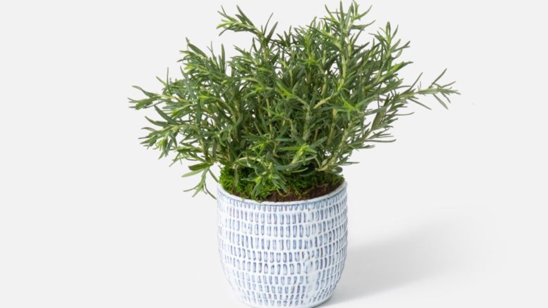 UrbanStems Mother's Day