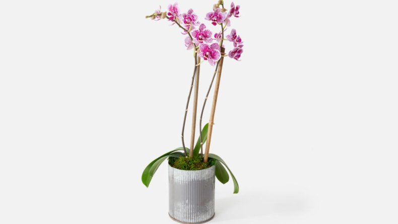 UrbanStems Mother's Day