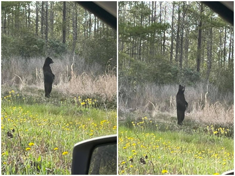 A black bear in North Carolina