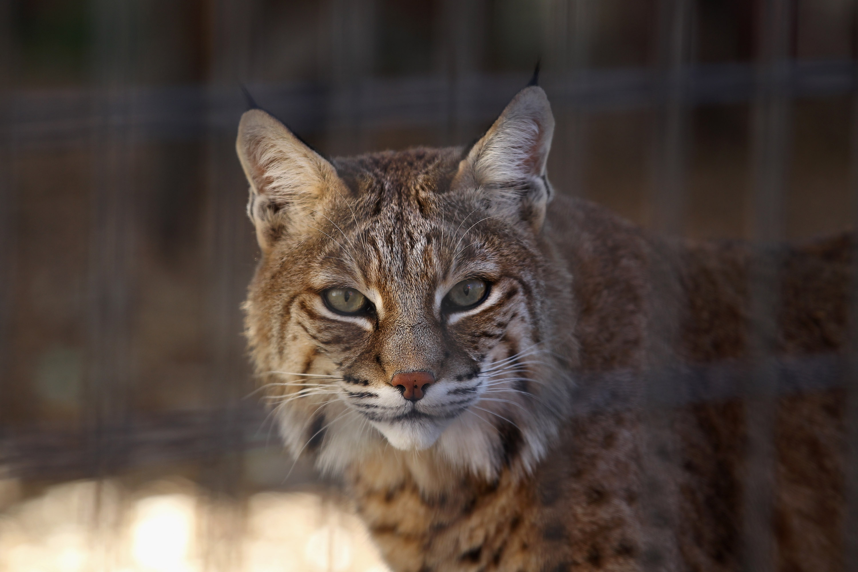 Video Of Man Throwing Bobcat After Attack Viewed Over 5 Million Times