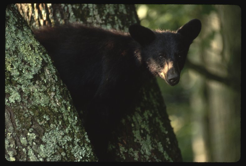 black bear cub in tree