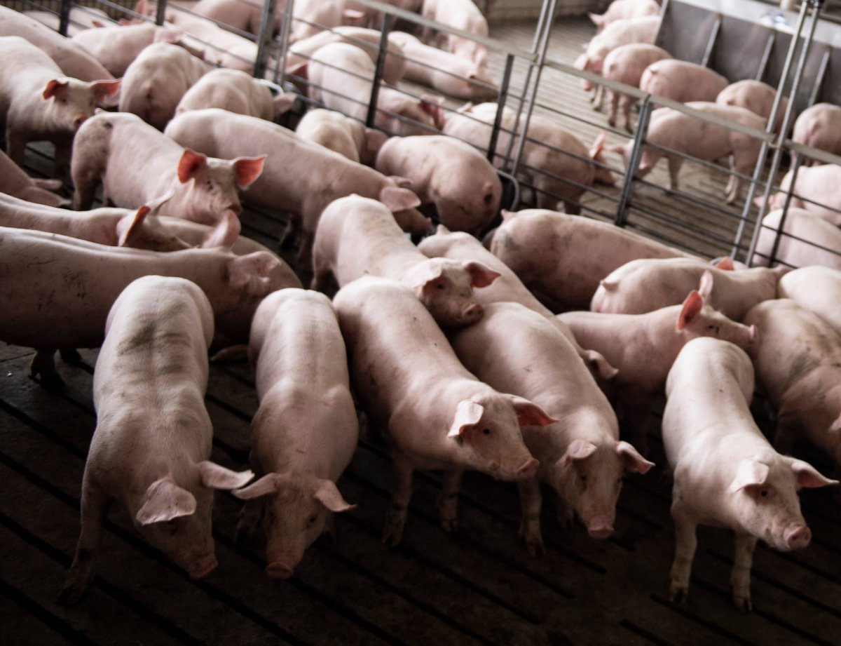A pig farm in Illinois