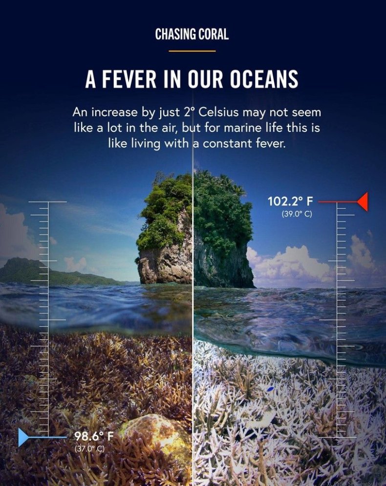 Chasing Coral