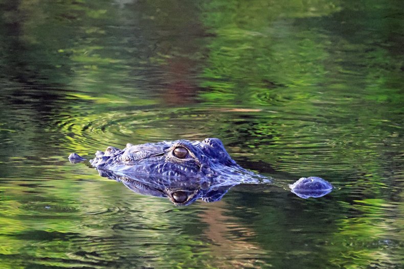 Alligator Swimming