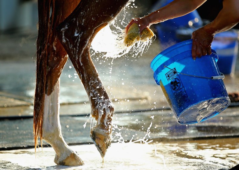 Horse Car Wash