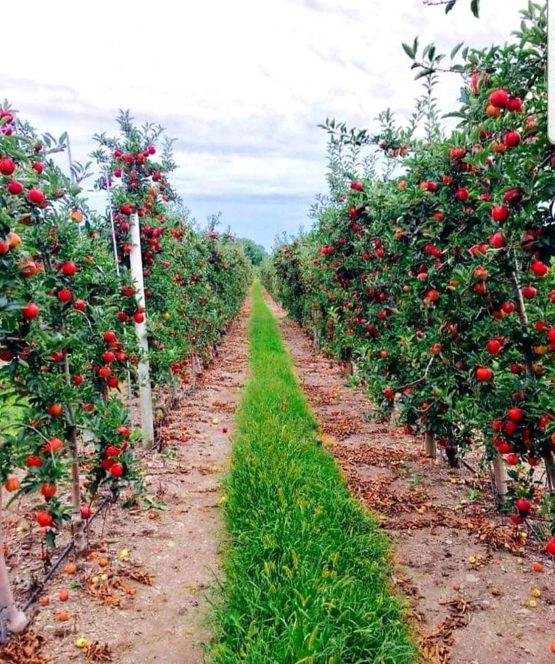Minard's Family Farm orchard