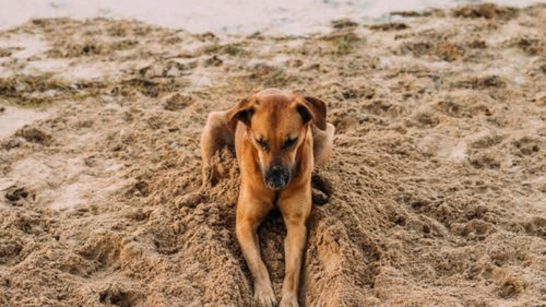 sad dog