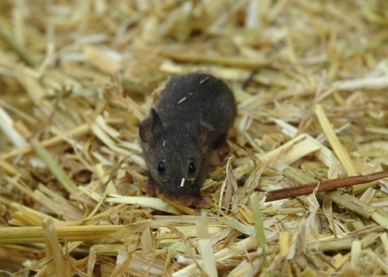 Mouse on a bed of straw