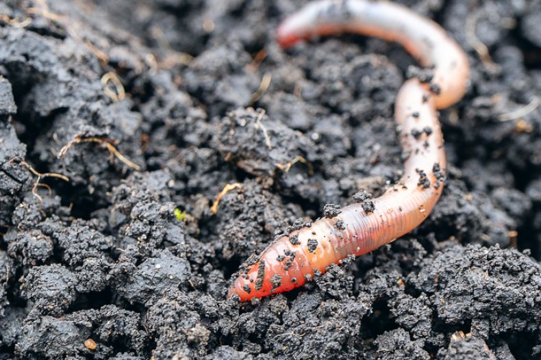 Stock: Worm close-up in a fresh wet