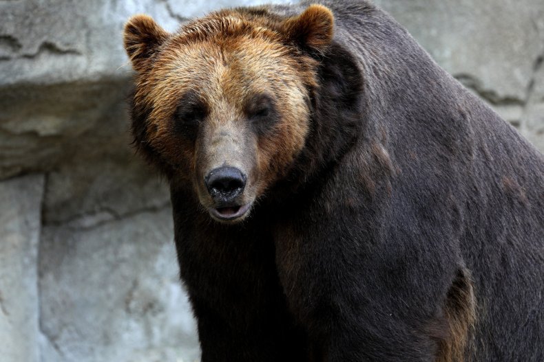 Grizzly Bear