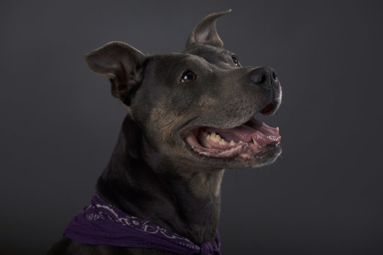 staffordshire bull terrier