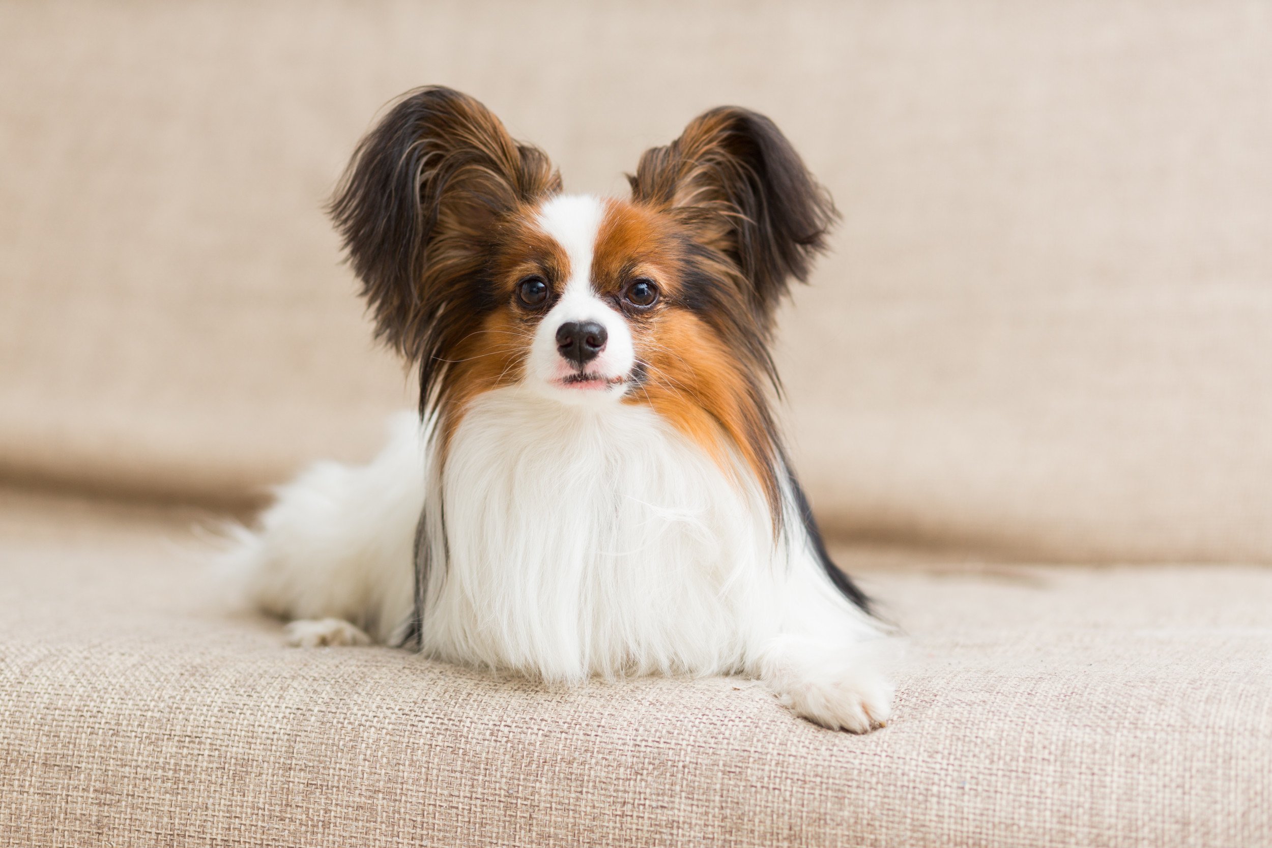 Most popular small sales dog breeds 2019