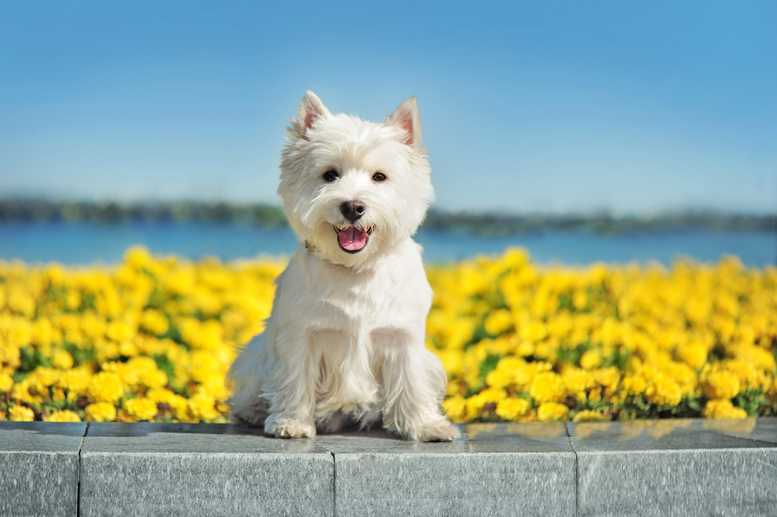 popular tiny dog breeds