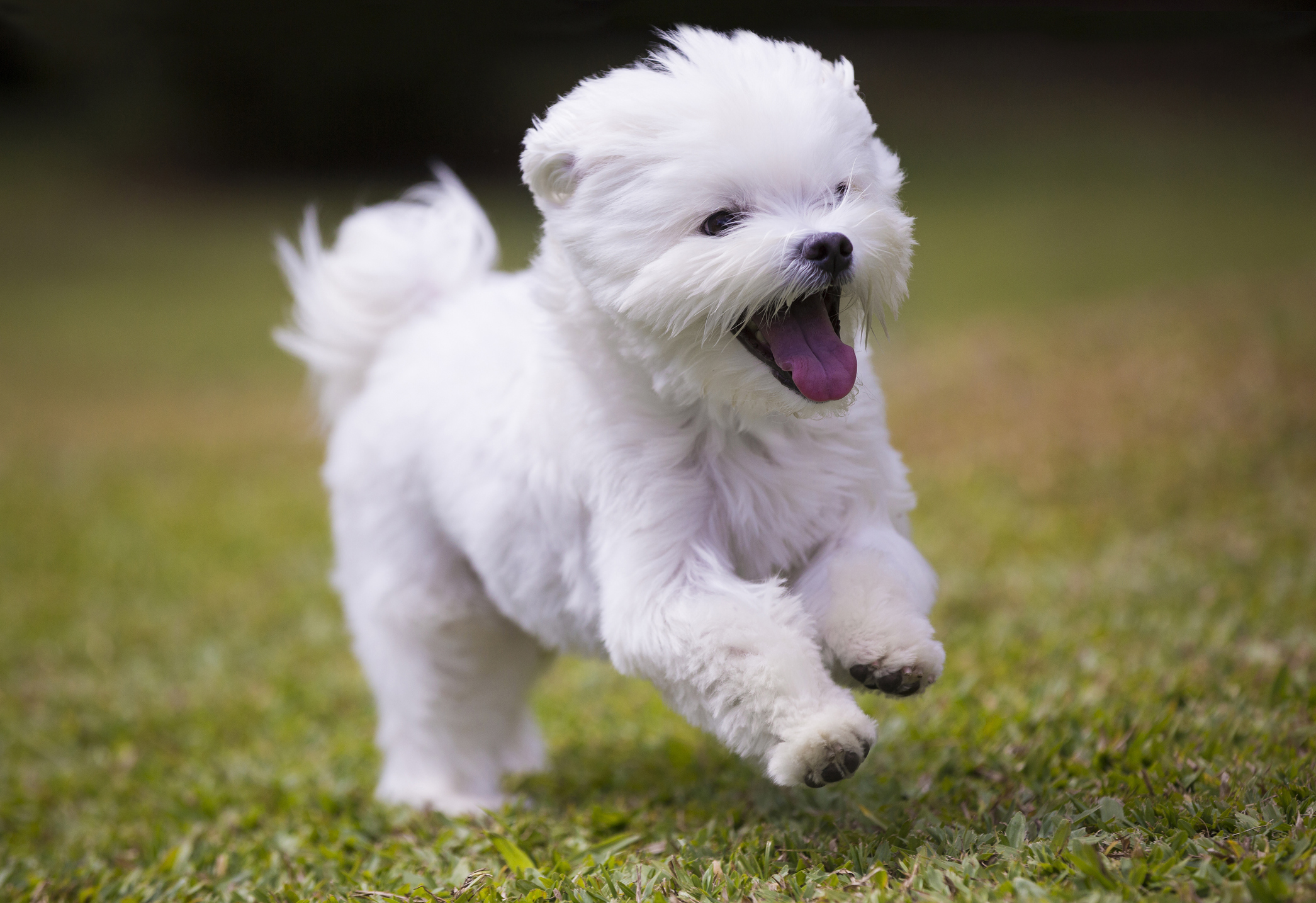 the most popular small dog breeds