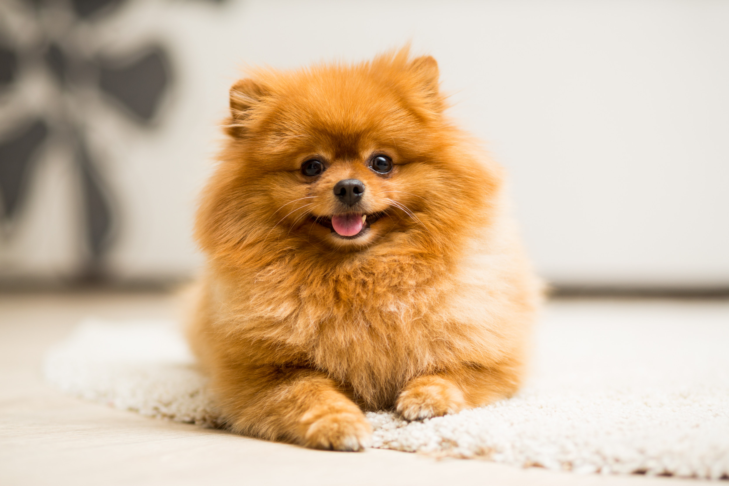 popular small dog breeds 2020