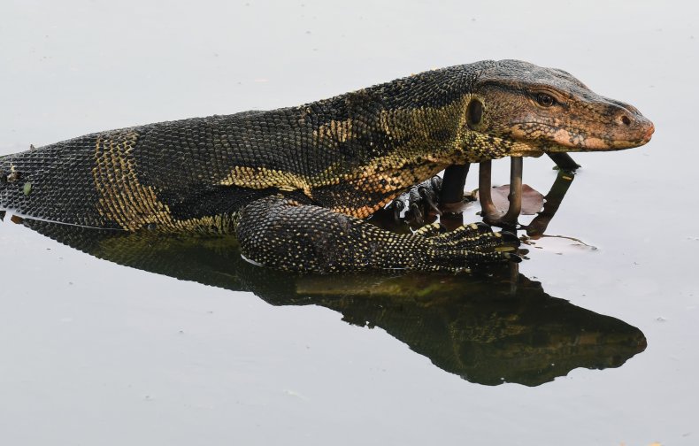 asian water monitor lizard