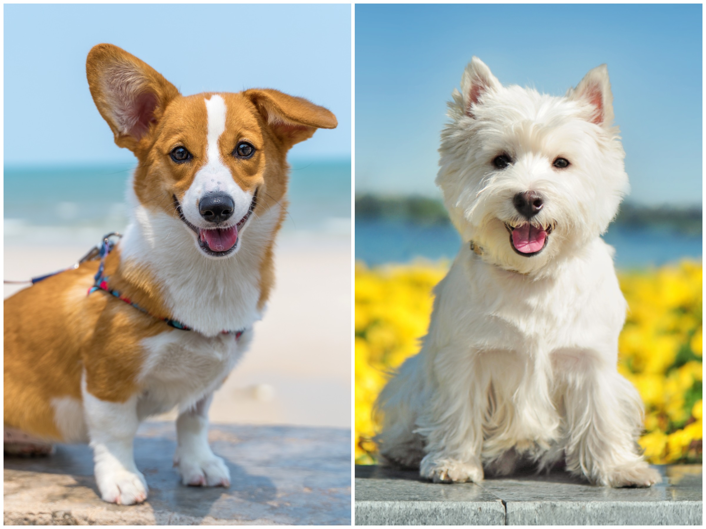 The 15 Most Popular Small Dog Breeds of 2020