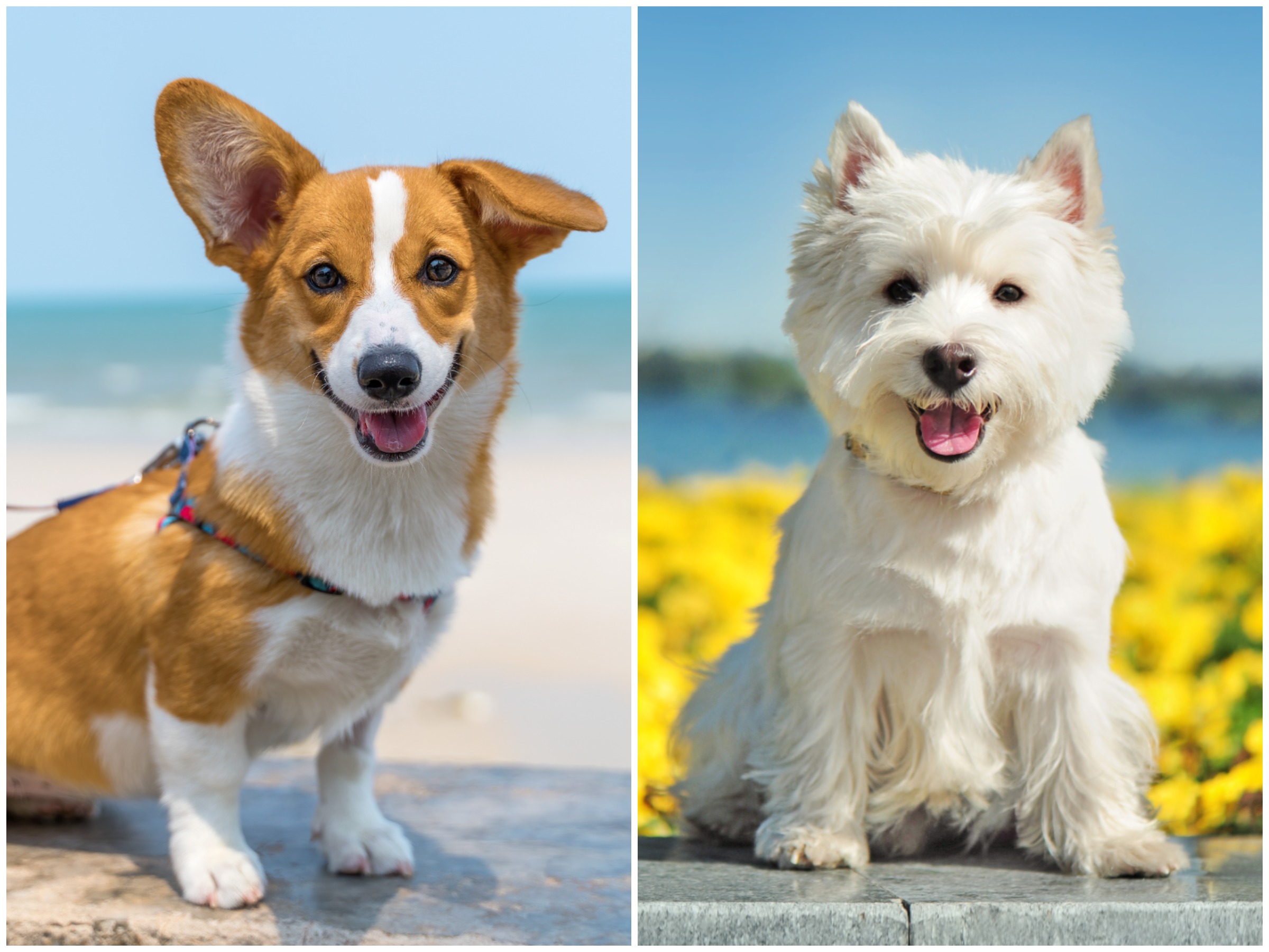 Composite Showing Corgi Terrier 