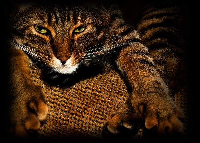 American Bobtail