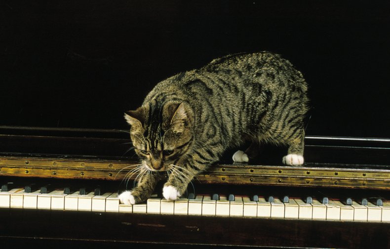Manx cat